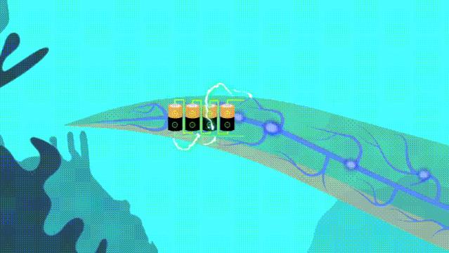 如果电鳗在一千年前灭绝了,电鳗灭绝你还能知道它会放电吗