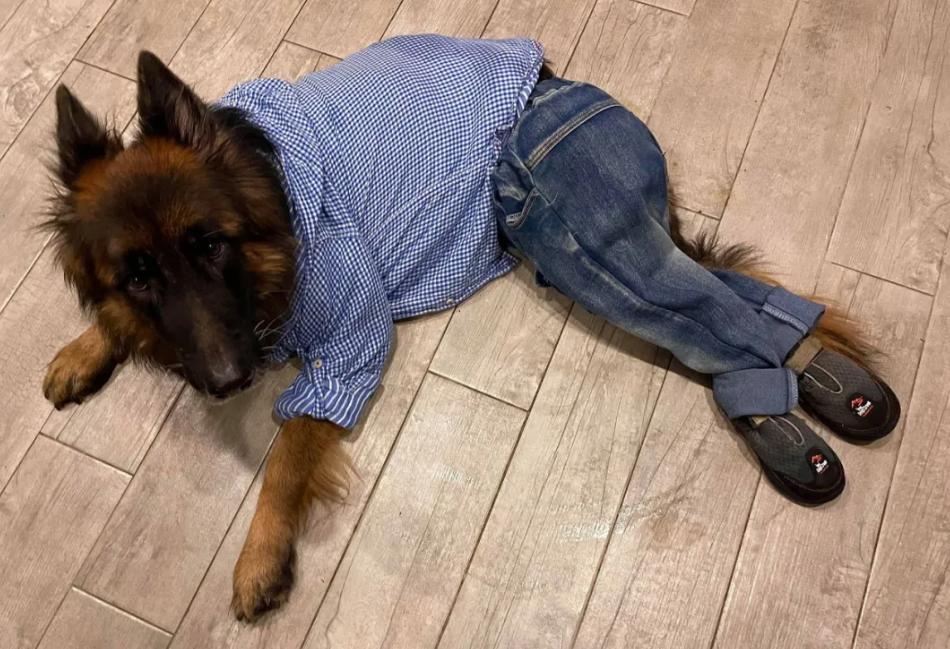 德牧照顾受伤的主人,德牧残疾