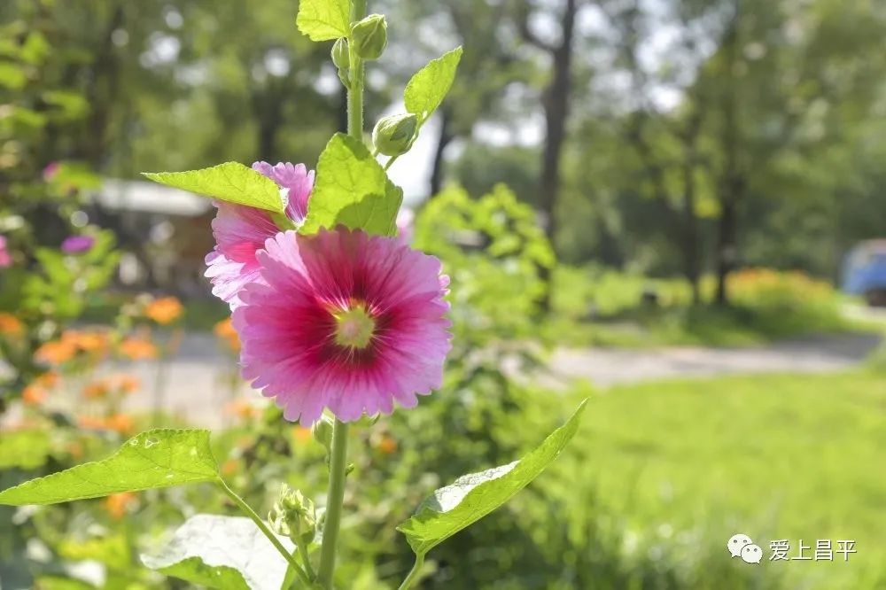 昌平游玩有山有水的地方推荐,昌平旅游攻略必去的地方