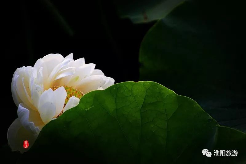又见淮阳荷花香——唯美文章唯美荷，唯美视频唯美歌