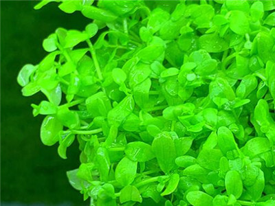 趴地矮珍珠怎么种长得快,趴地矮珍珠如何长得快