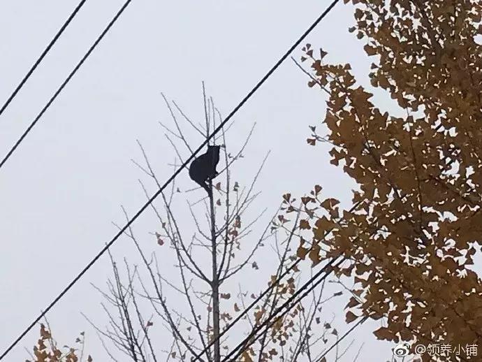 流浪猫被困25米树梢八天七夜,一只猫独自存活75天