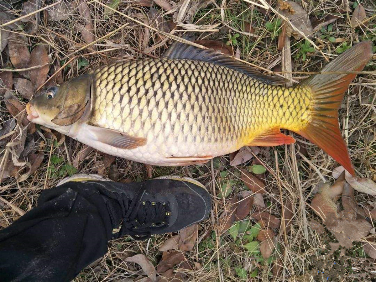 野钓鱼的正确方法,野钓怎么判断鱼情