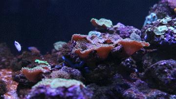 色彩斑斓的海底珊瑚,五彩缤纷的海洋生物视频