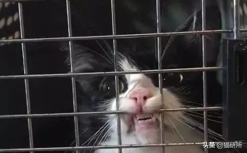 应该如何引导猫咪进航空箱,怎样让猫咪不害怕主人