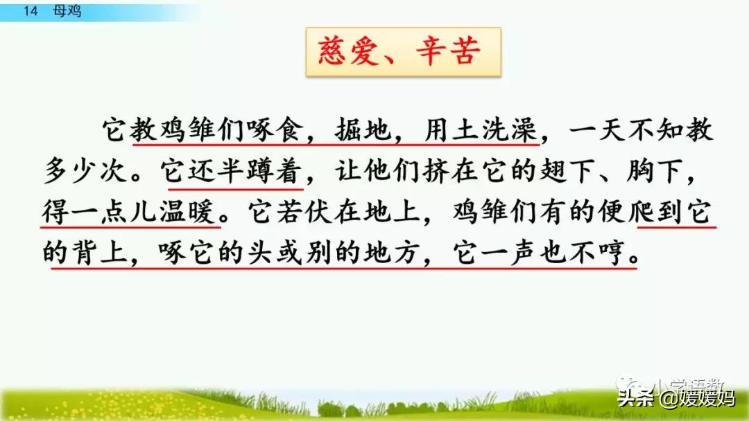 四年级下册第13课小练笔仿写母鸡,四年级下册14课母鸡的预习完整版