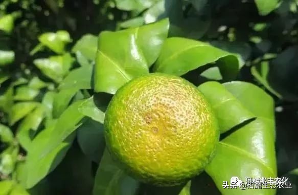 缺氮缺磷缺钾的表现,缺氮缺磷缺钾会怎么样