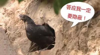 教你让鸡在指定的地方下蛋,怎么让鸡在你指定的地方下蛋