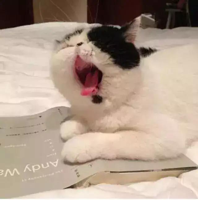 王思聪的宠物柯尔鸭,王思聪宠物猫咪