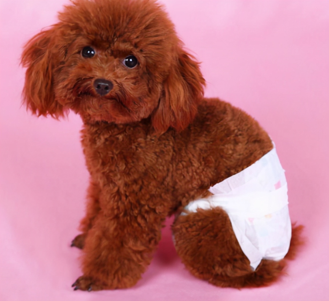 泰迪犬不吃东西挑食怎么办,小型泰迪犬超级挑食怎么办