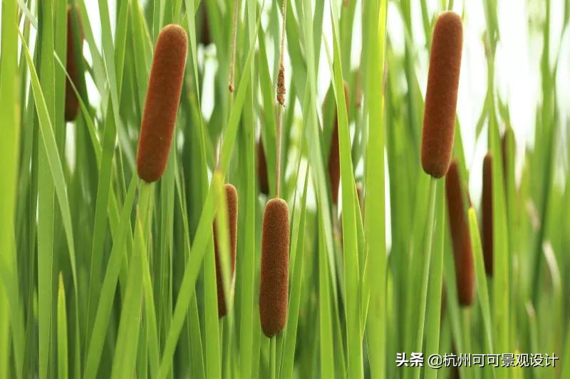 庭院长方形水池水景流水造景,庭院花池种植设计效果图