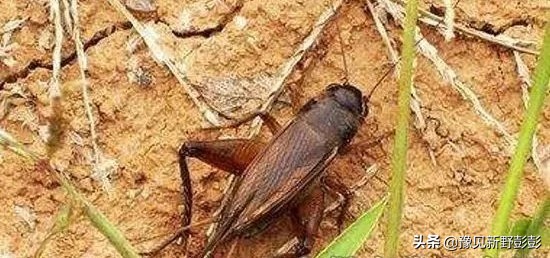 杀灭地下害虫用什么药浇灌,毒辛农药怎样杀灭地下害虫