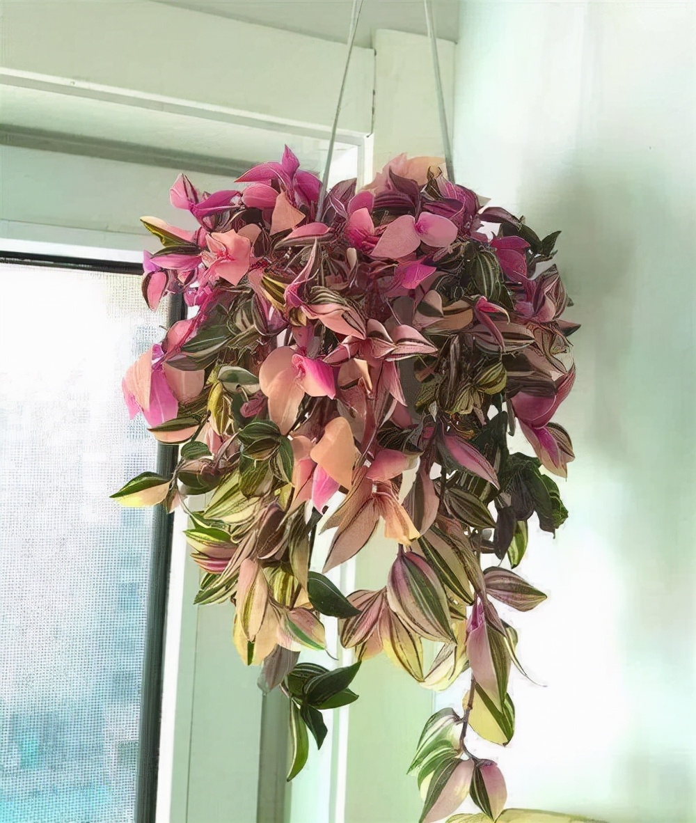 观花最好养的植物,5-10月适合养什么花