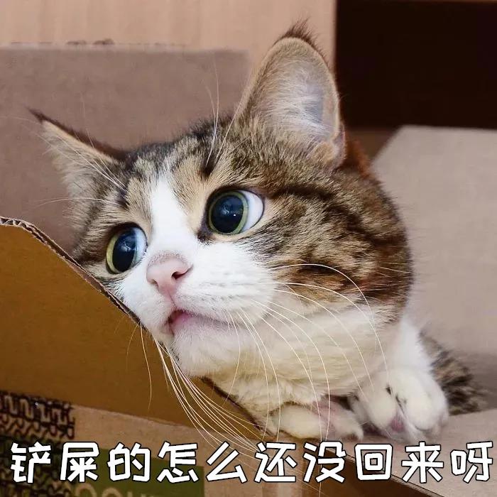 春节回家家里的猫咪怎么办,春节期间猫咪留守怎么办