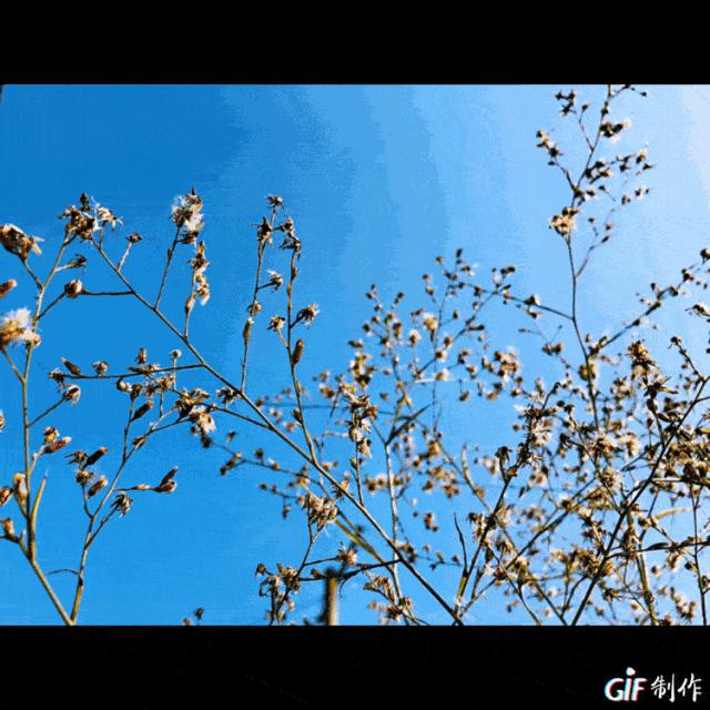 四个理由让你爱上眉山“东马”