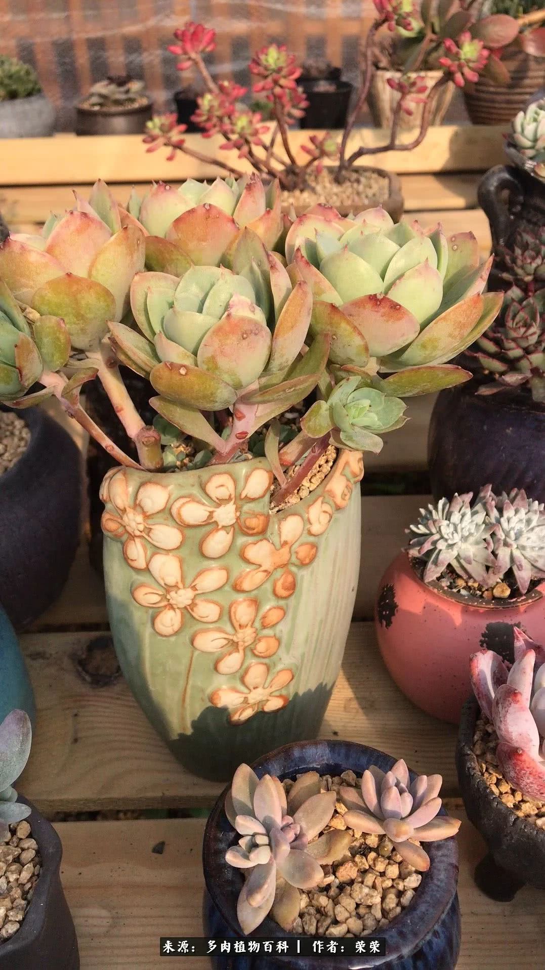我在包邮区养肉，附多肉越冬度夏养护建议！