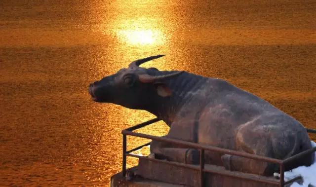 周口大有来头的“镇水铁牛”。