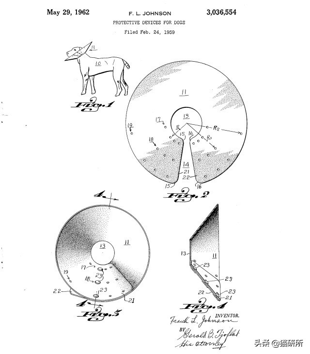 伊丽莎白圈猫咪,伊丽莎白圈有危险吗