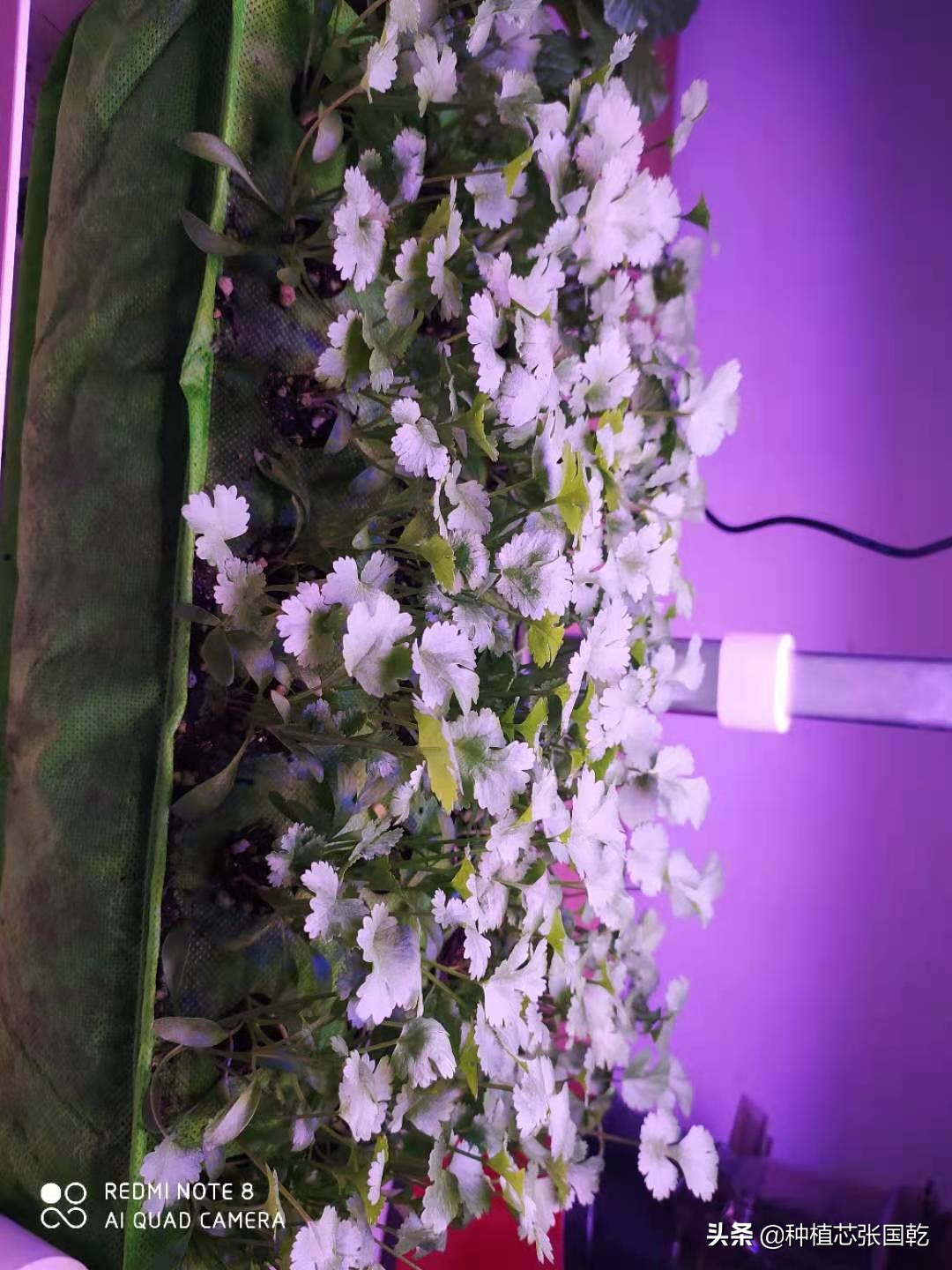 种植机怎么样,种植机种植蔬菜