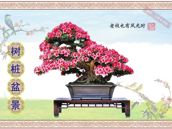 鏍戞々鐩嗘櫙楂樻竻鍥剧墖,姒旀鐩嗘櫙鏍戞々