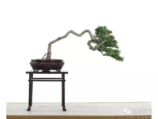 盆景造型基础知识学习树冠比例,盆景造型后期枝条怎么分化