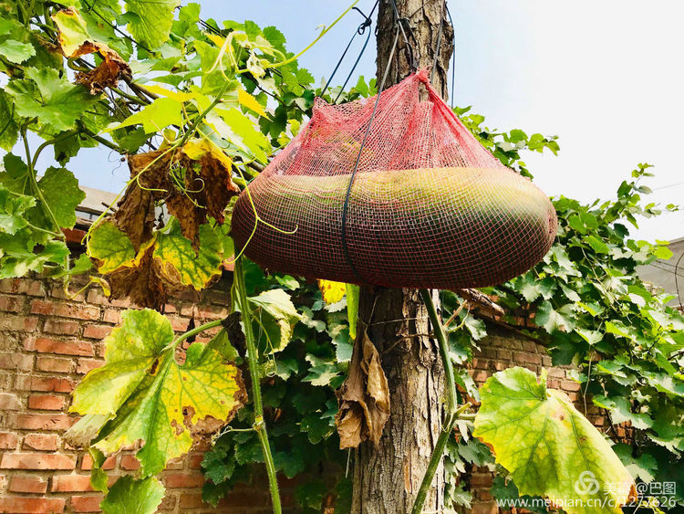 河南省新安县铁门镇沟头村支书,新安铁门镇沟头村