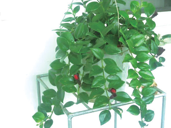 部编版语文教材解析与教学建议,蔓的读音标准