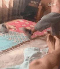 亲戚家熊孩子来我家欺负宠物,亲戚的熊孩子欺负自家孩子