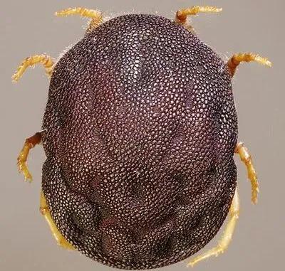 怎么预防在景区被毒虫叮咬,出游当心蜱虫叮咬