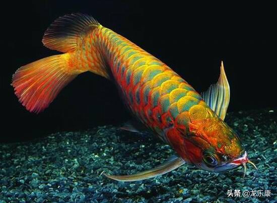 龙鱼养鱼知识大全,龙鱼拒食的解决方法