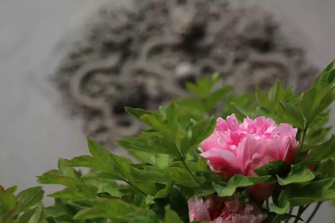 赏香山红叶旅游攻略,赏花旅游景点北京