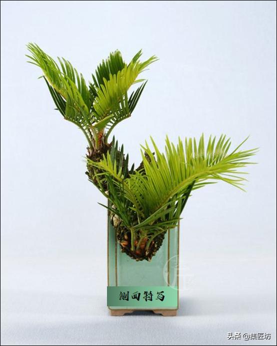 铁树盆景秋天怎么养护,铁树盆景的养护方法