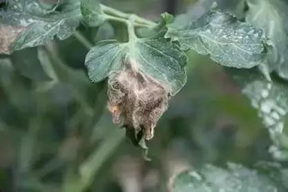 保护地栽培番茄容易出现哪些病害,春季露天番茄常见病害图及防治