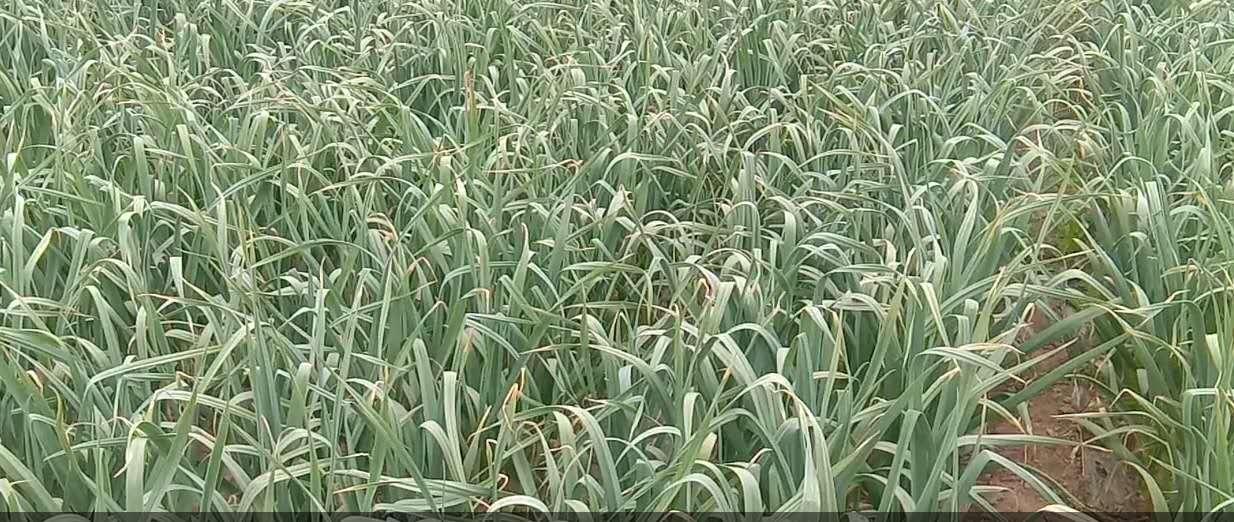 蒜农抽蒜薹腰眼疼手打泡,抽蒜薹抽一根折一根还带叶子,真闹心。