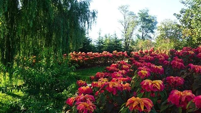 大连重阳节旅游攻略,大连九月秋游攻略