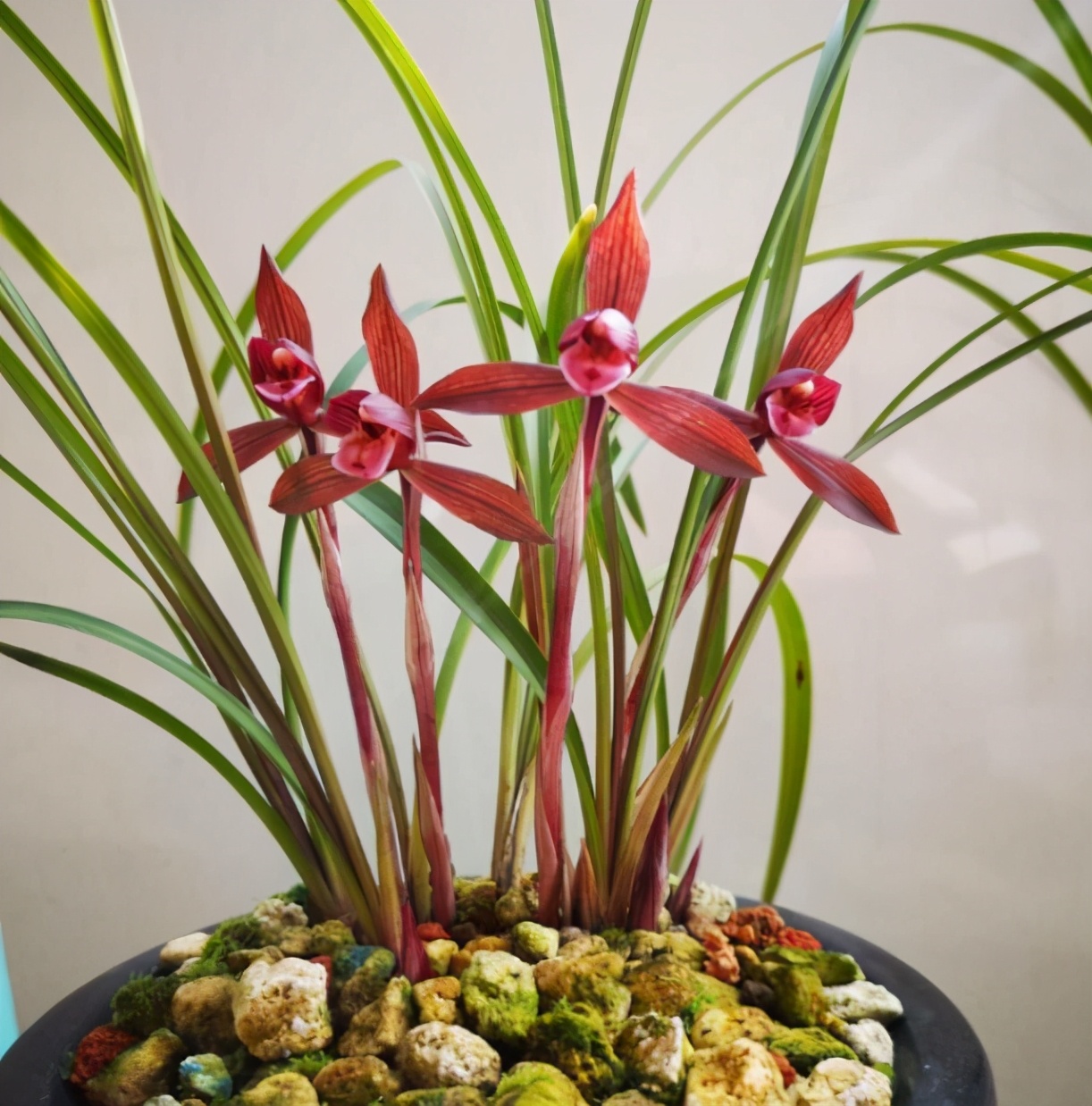 此兰曾2万一苗，被誉为“春兰之王”，是云南兰花界的骄傲