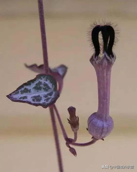 打翻了调色盘的花,打翻了调色盘的美景