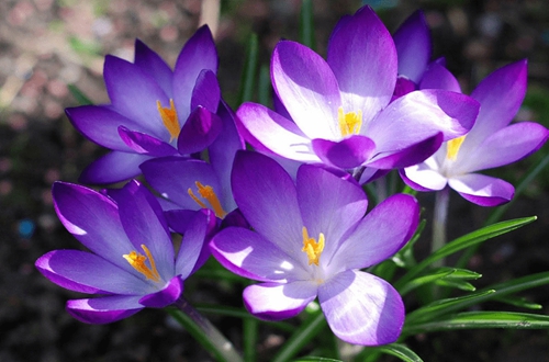 藏红花的冬季养殖方法与注意事项,藏红花植物精油按摩注意事项