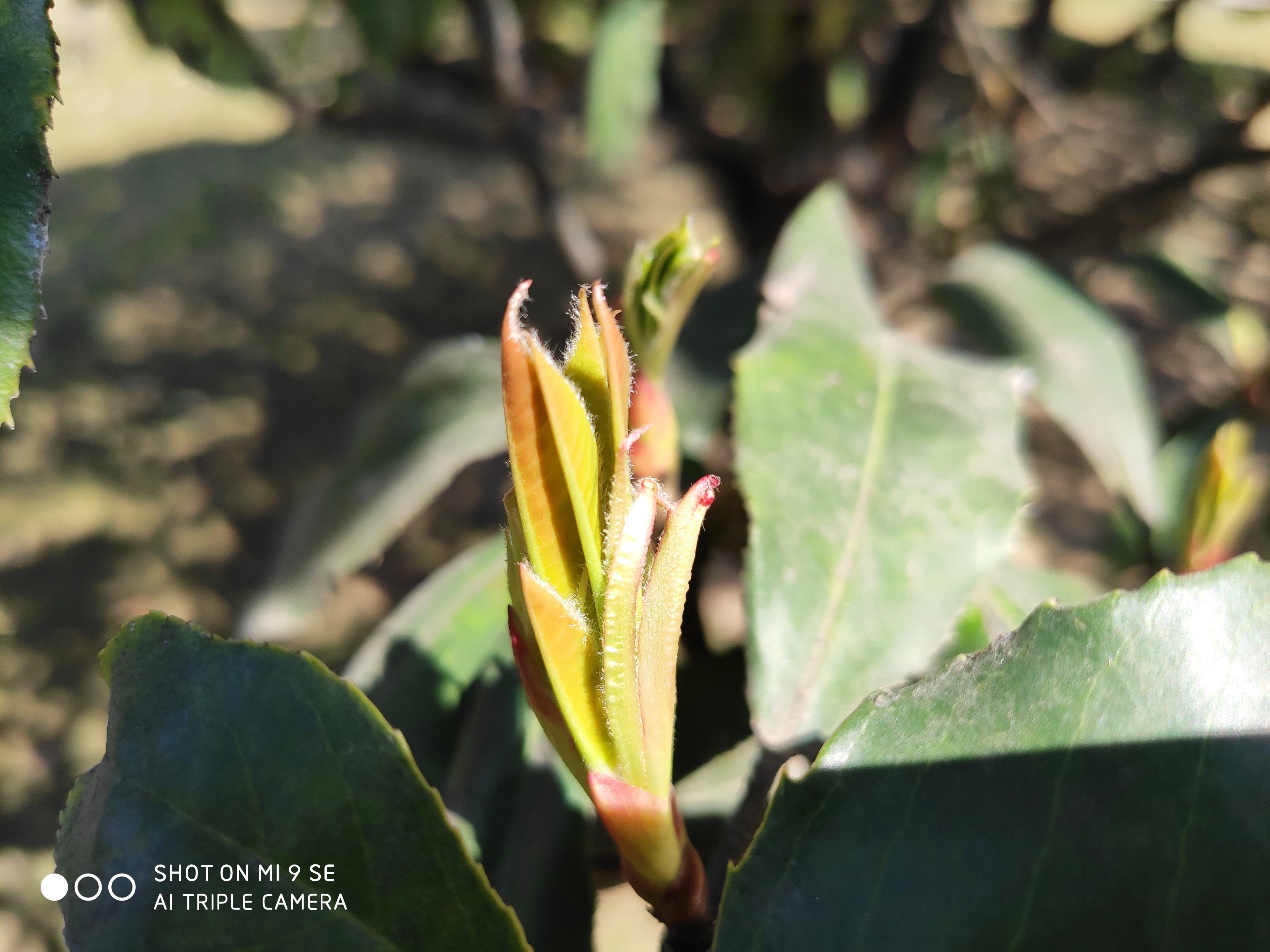 小米9semiui9,小米9se目前值得买吗