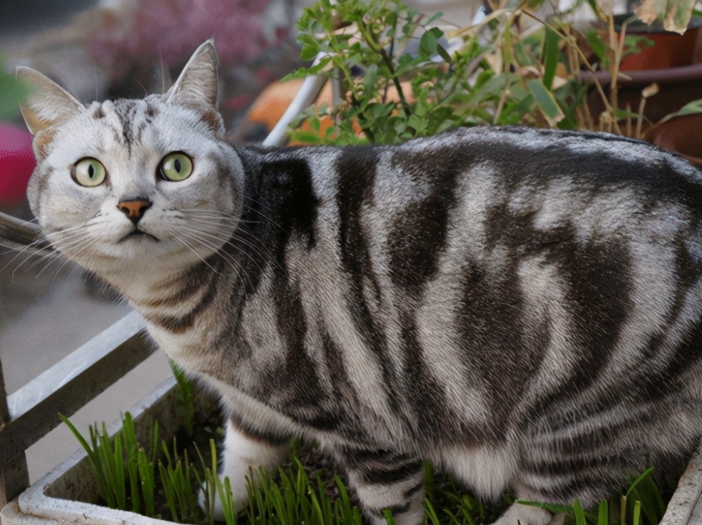 猫每天大便只拉一点点怎么回事