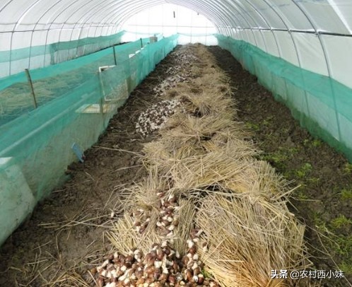 白玉蜗牛冬天怎么养殖才高产量,白玉蜗牛冬天如何养殖