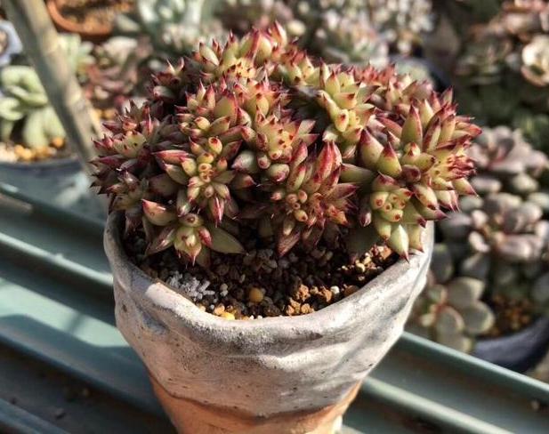 多肉褪色了怎么办,多肉褪色是什么问题