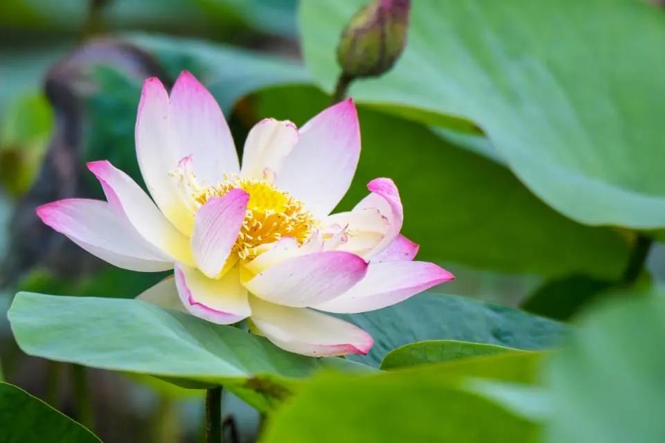 杭州第一波荷花美图大放送！赏荷佳期竟是早上6-8点，哪里最好拍？最新赏荷地图收好