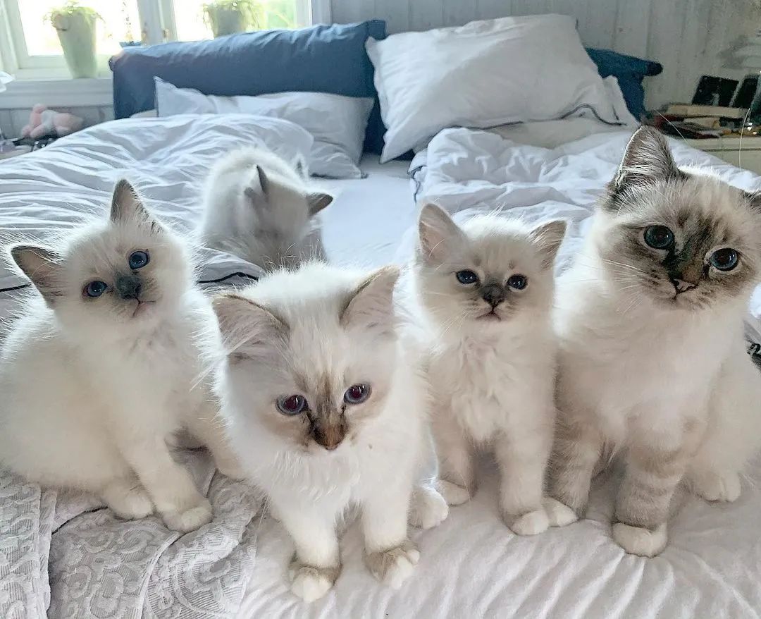 假期要把宠物送去寄养,以下5件事一定要做