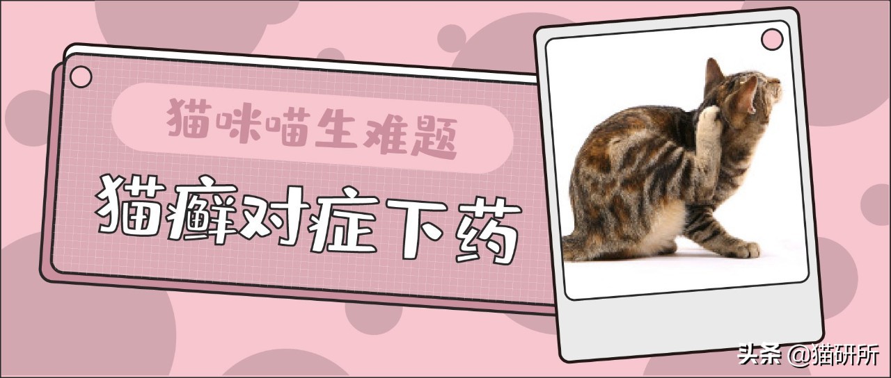 铲屎官得了猫癣怎么处理,铲屎官必知猫咪急救办法