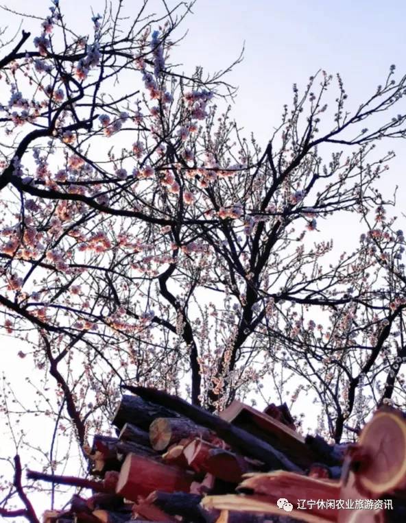 旅顺杏花村风景,旅顺杏花微雨醉春风