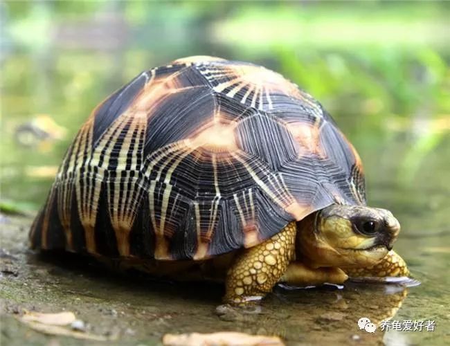 养龟小常识,多了解总是没坏处的
