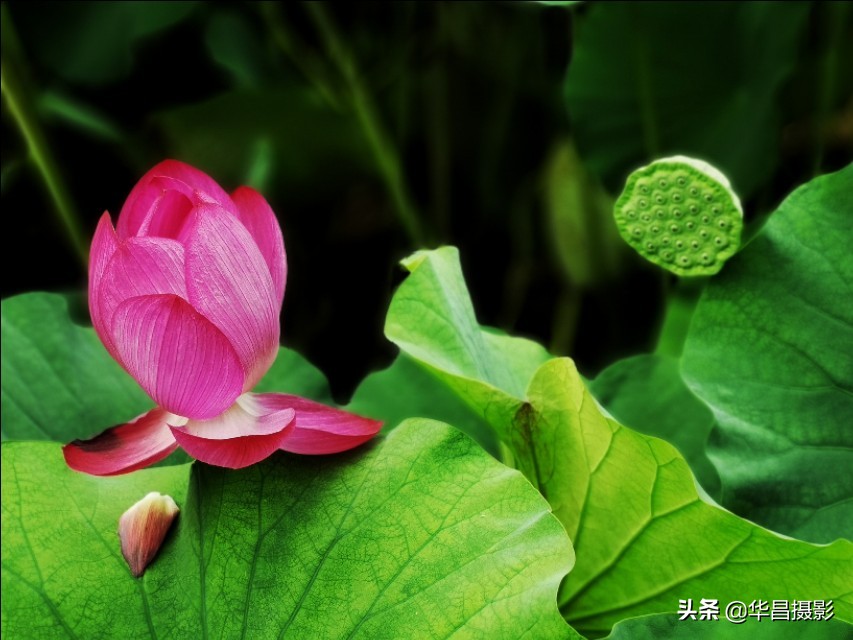 北京禧园：秋日荷花婀娜多姿惹人醉