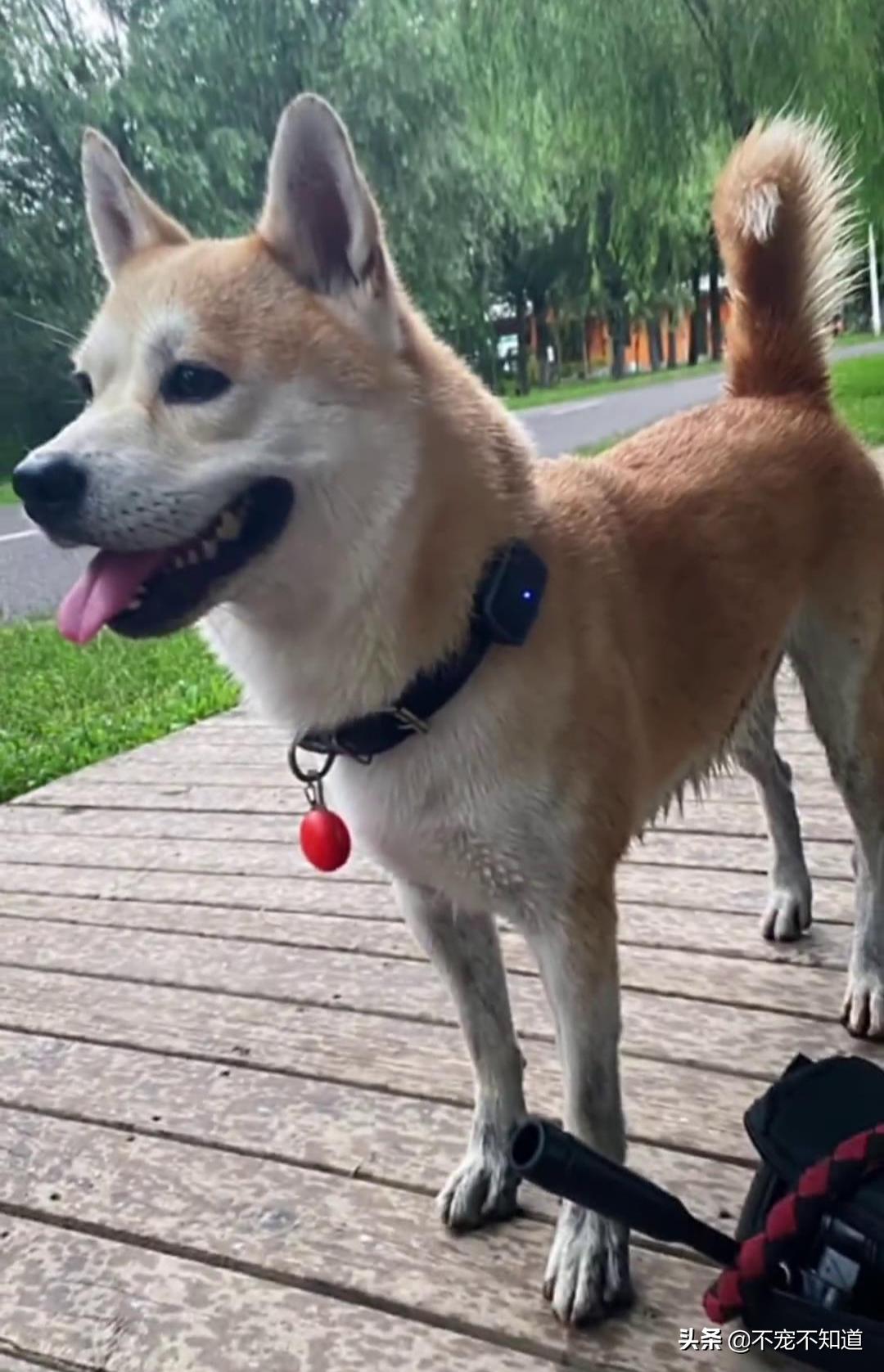 中华田园犬小时候的可爱图片,中华田园犬颜值天花板小奶狗