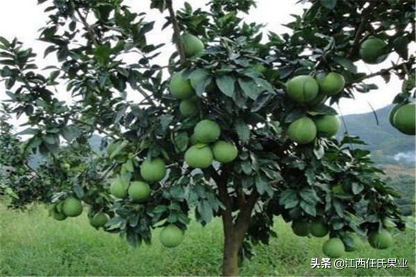 泰国红宝石青柚苗适合生长的环境,江西种植泰国红宝石青柚成功了吗